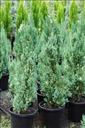 300mm Chinensis Variagata
